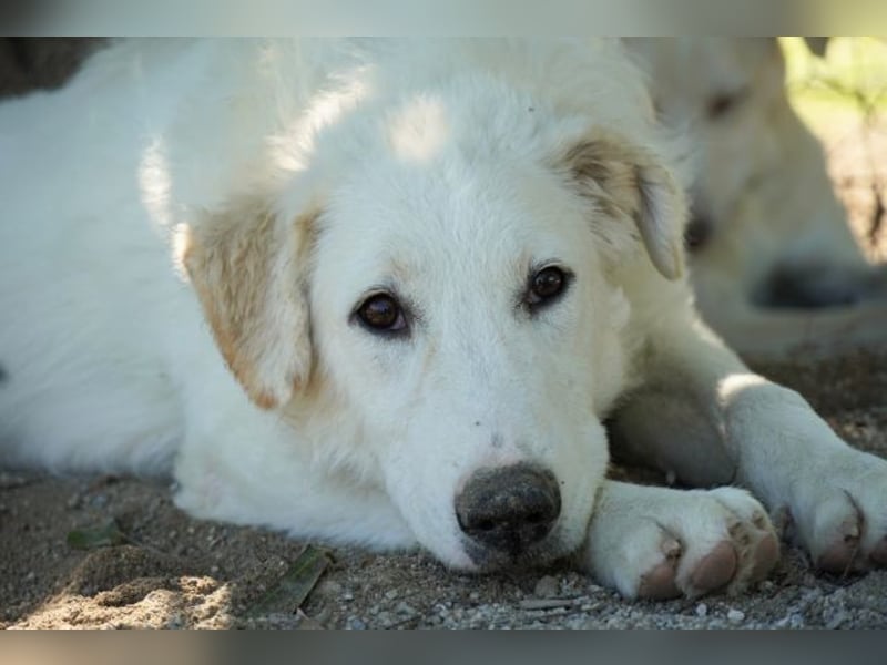 Tonia - (Dringend Pflegestelle oder Zuhause gesucht) Bereit Herzen im Sturm zu erobern