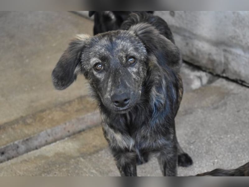 Nivara - Das Märchen von den fünf Schwestern