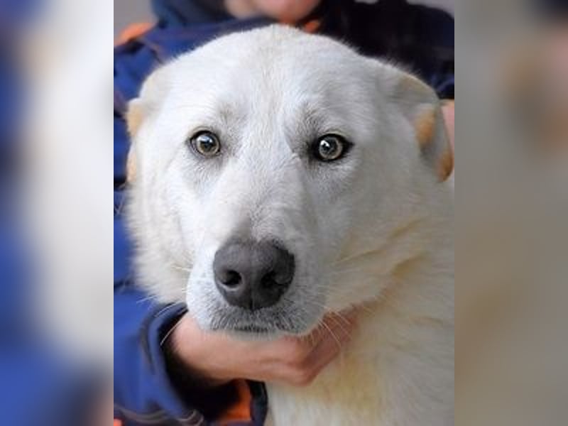Weeke - Knopfaugen auf der Suche nach einem Lieblingsmenschen