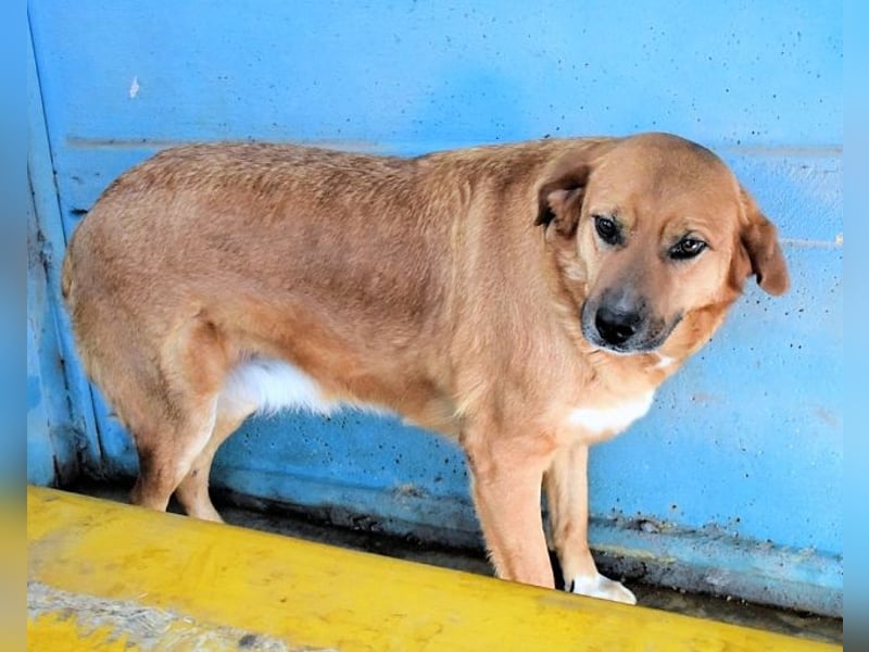 Rainey - sucht sein Pfotenglück!