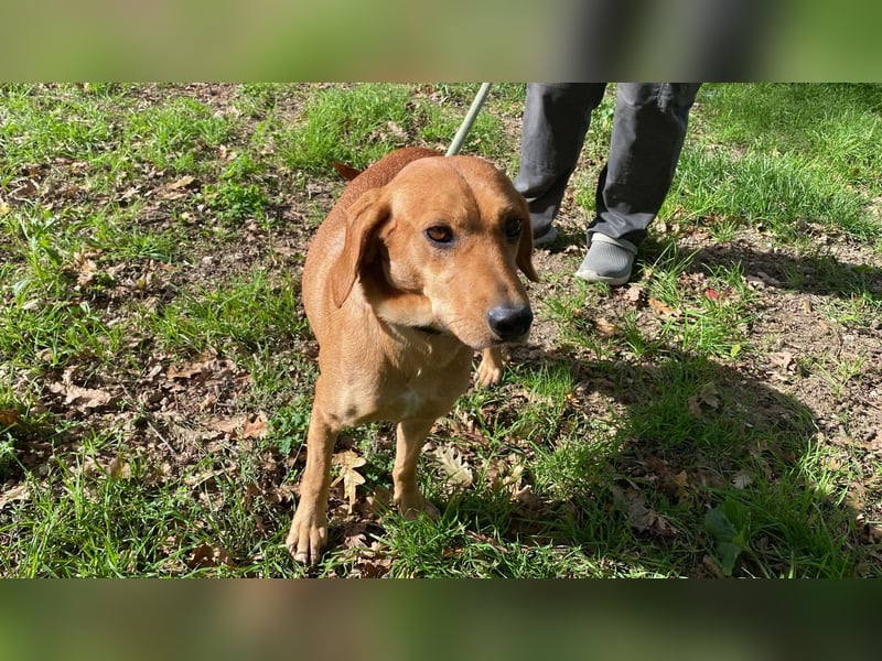 Yamina - (Dringend Pflegestelle oder Zuhause gesucht) wie bei Hänsel und Gretel - nur schlimmer