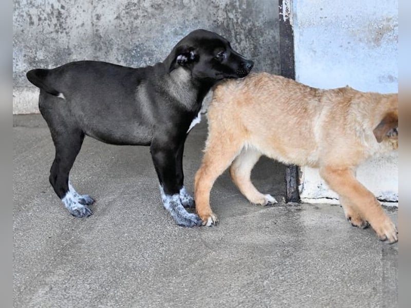 Marisca - Es soll DEIN Leben werden