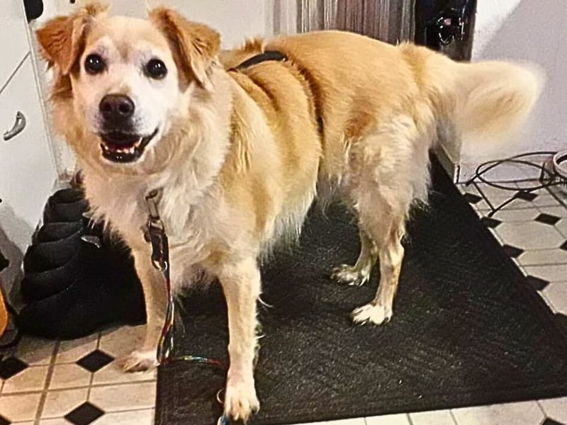 Alemix - Im zweiten Anlauf neuer Altersruhesitz gesucht