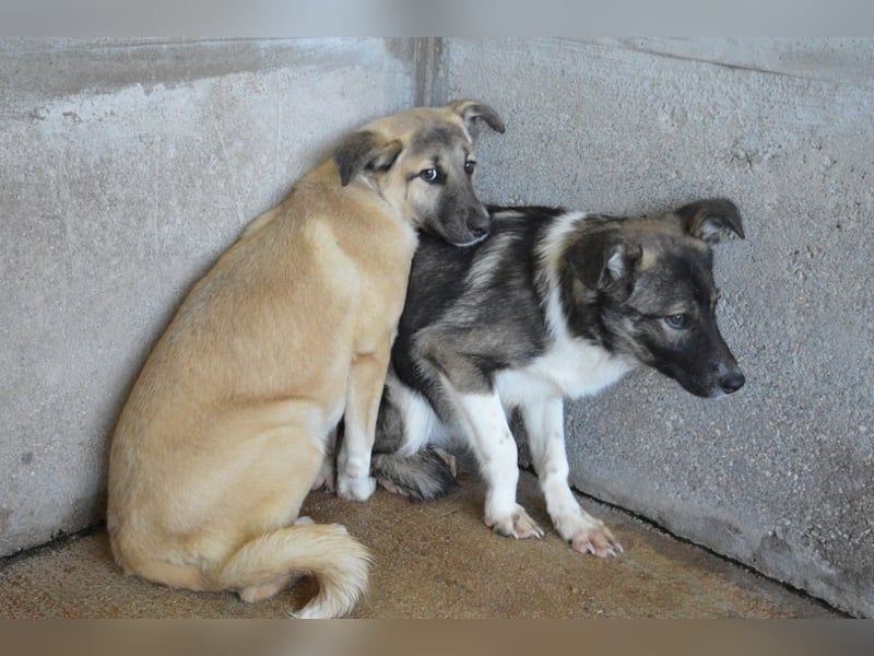 Quivira - Kleines Hundekind, was nun?