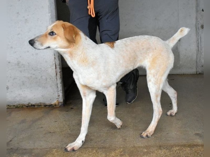 Molletta - Junghündin sucht Anschluss mit Streicheleinheiten