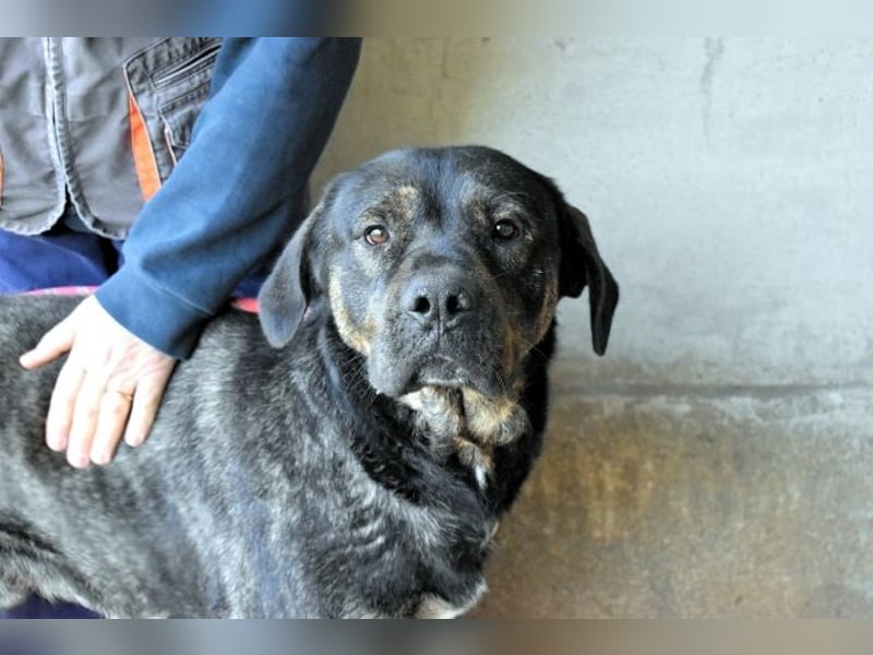 Rochus - Gestromte Liebe zu vergeben