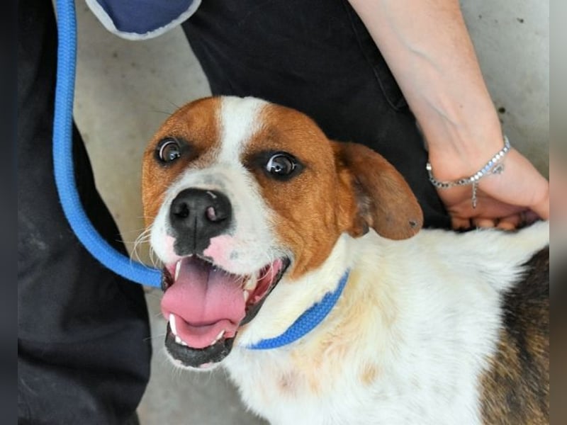 Olli - Quirliges Hundekind braucht dringend Familie