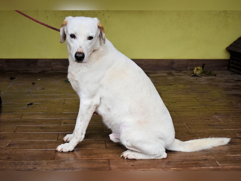 Ghemon - Notfall - Wie wenig kann ein Leben zählen?