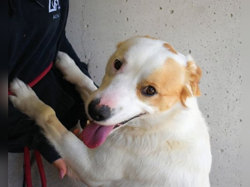 Virgilyo - Wo kommst du her, wo gehst du hin?