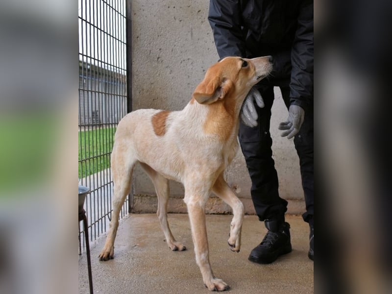 Molletta - Junghündin sucht Anschluss mit Streicheleinheiten