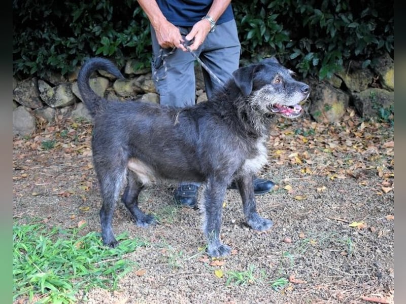 Baldovino - Lieber, großer Kerl fragt: Darf ich zu Dir?