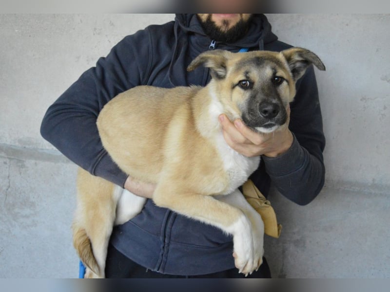 Quivira - Kleines Hundekind, was nun?