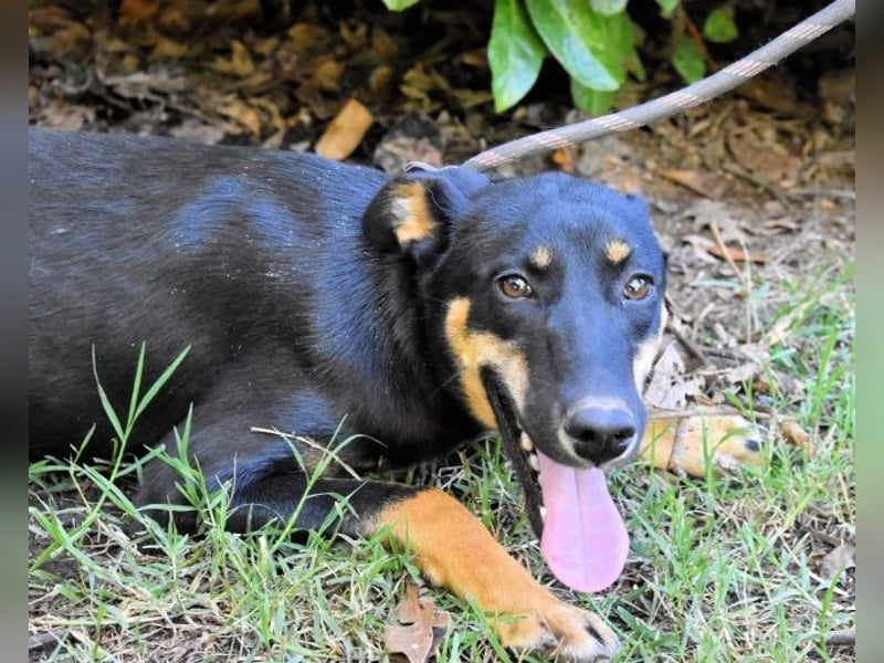 Domitia - neugierige Junghündin mit sanftem Wesen
