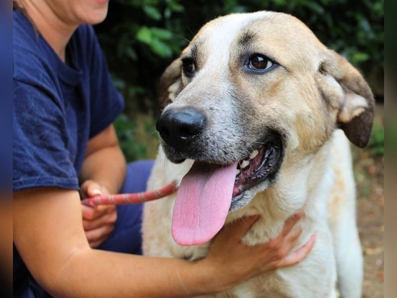 Solidea - 744 Stunden