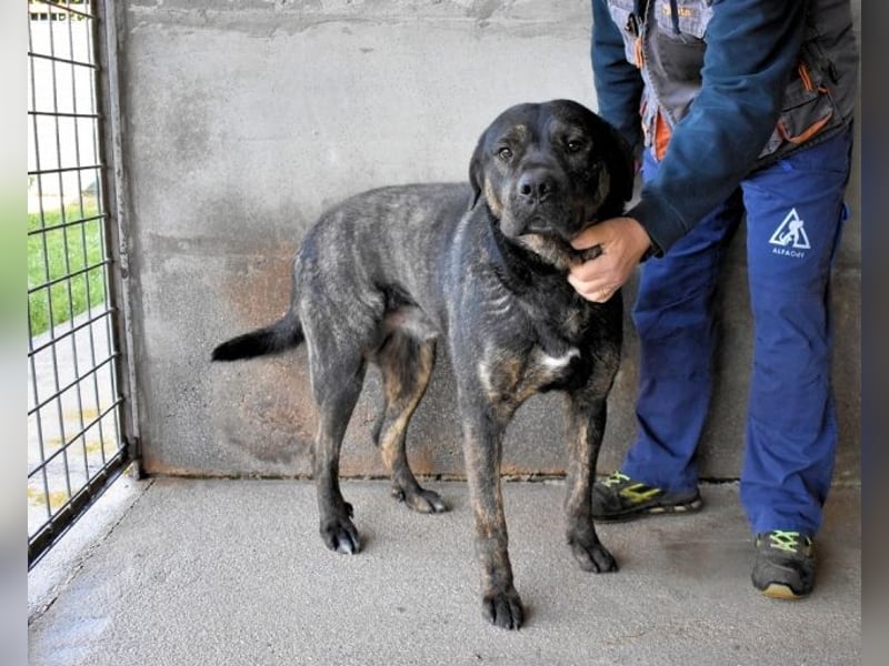 Rochus - Gestromte Liebe zu vergeben