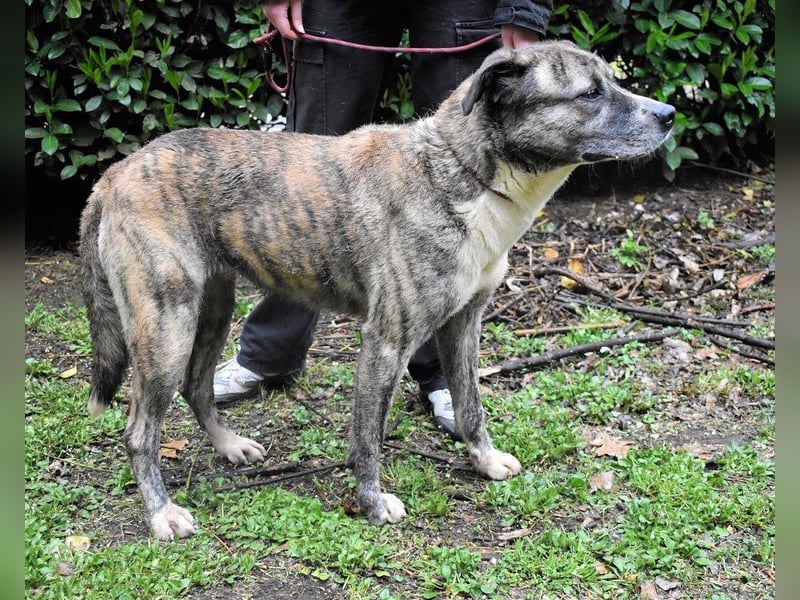 Fionella - Tigerchen sucht Familie