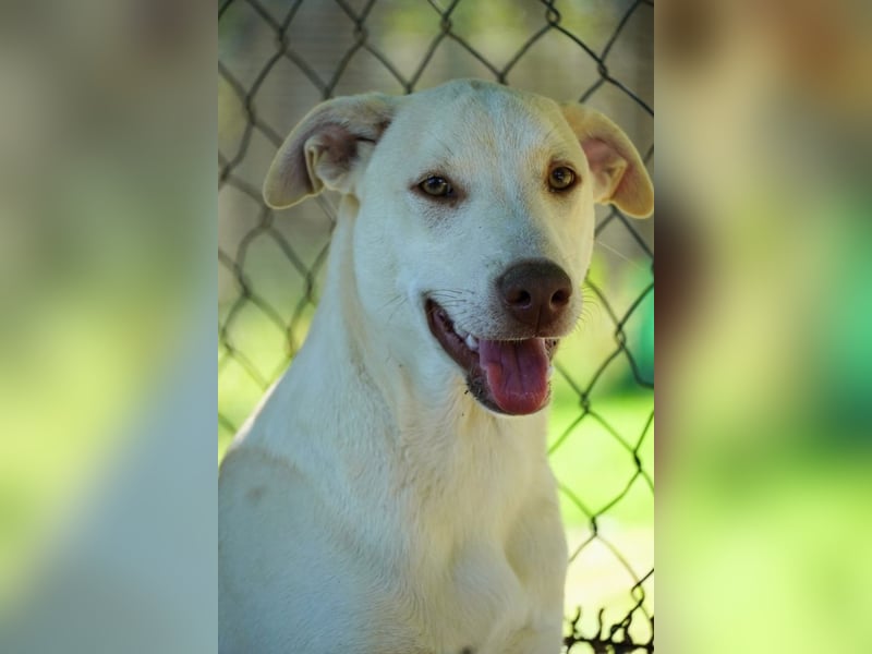 Titanio - (Dringend Pflegestelle oder Zuhause gesucht) Bereit Herzen im Sturm zu erobern