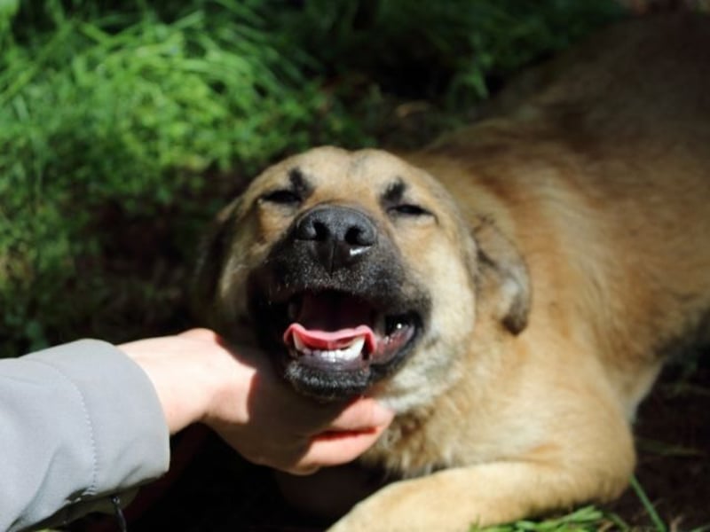 Zeebo - Z wie Zuckersüß und Zauberhaft