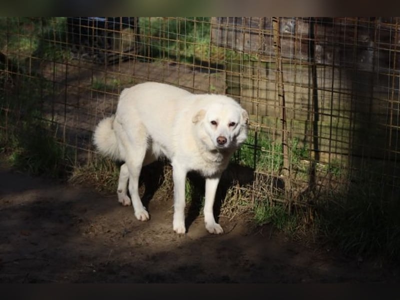 Gea - eine zarte Seele auf der Suche nach ihren Menschen