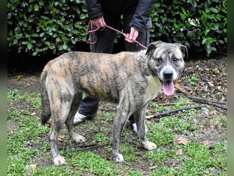 Fionella - Tigerchen sucht Familie