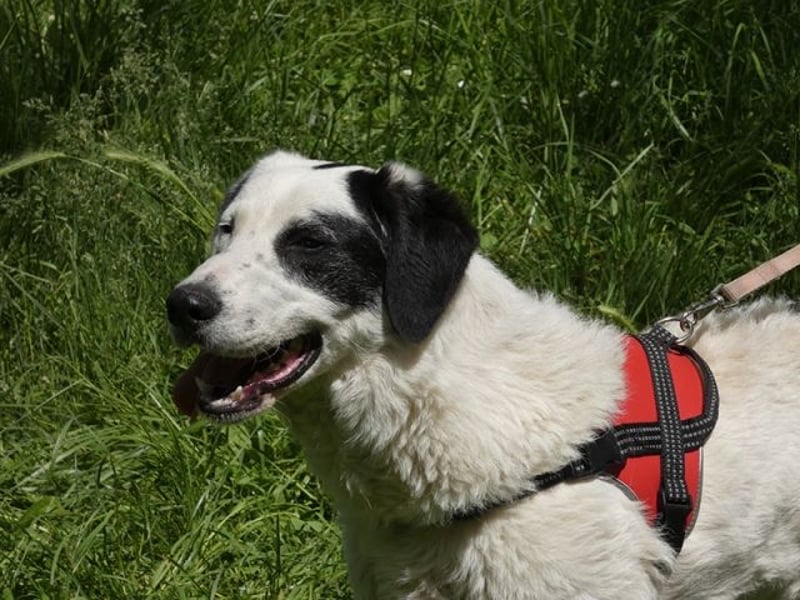 Marni - Dieses Herz hat schon zu lange gewartet