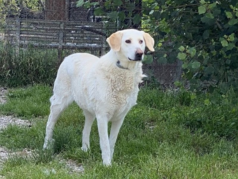 Patty - Vorsichtig auf den Pfoten, groß im Herzen
