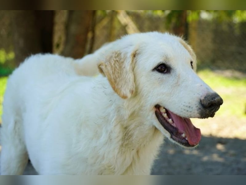 Tonia - (Dringend Pflegestelle oder Zuhause gesucht) Bereit Herzen im Sturm zu erobern