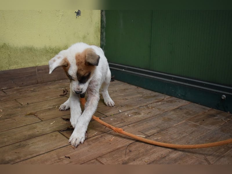 Elenio - SOS - Dringend Zuhause gesucht - Ein leuchtendes Fellknäuel