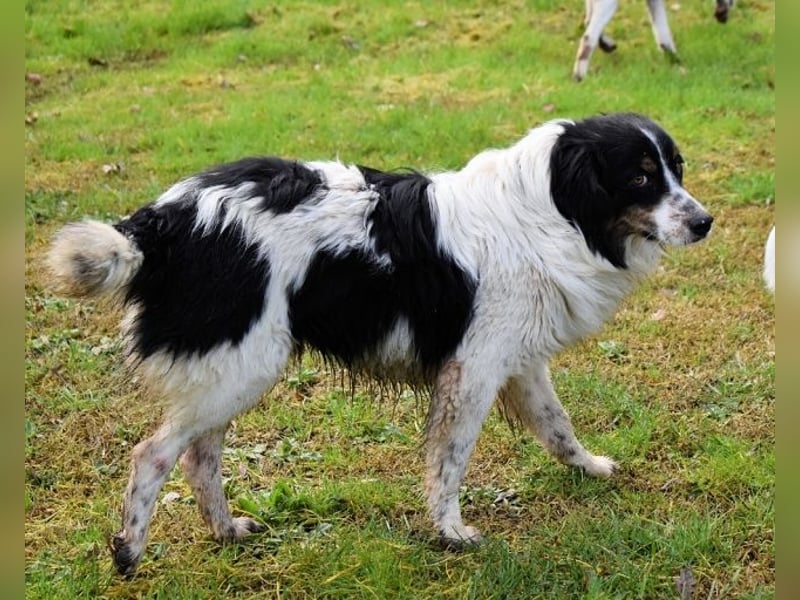 Collin - Wer Vertrauen hat, erlebt jeden Tag Wunder