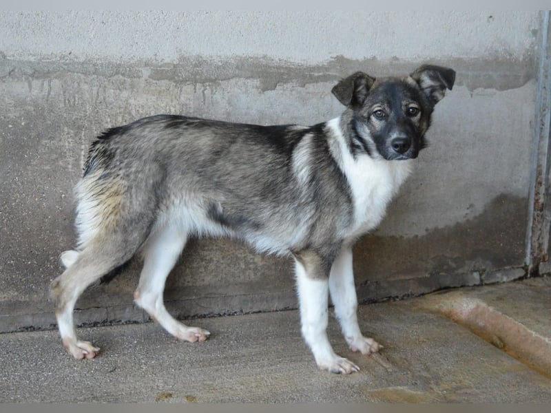 Quelisia - Kleines Schwesterchen, was nun?