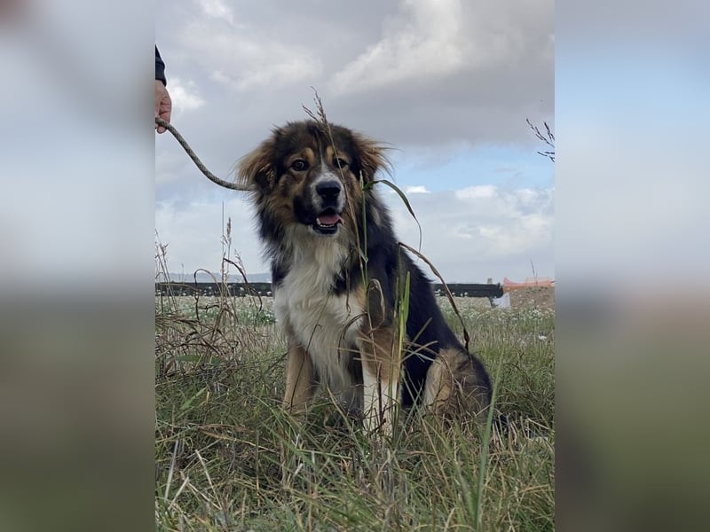 Leo - Leo, Du Löwe, schüttle Deine Mähne!