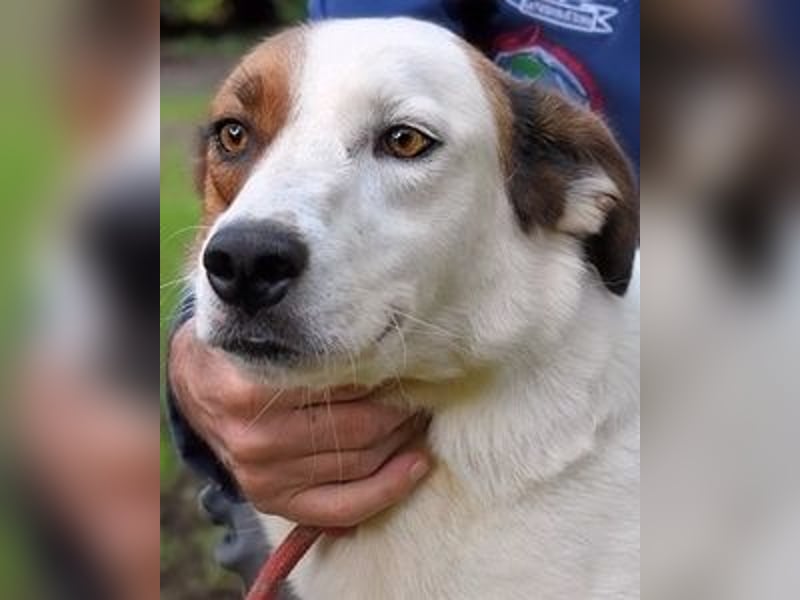 Miah - wohn"haft" in einem Hundelager