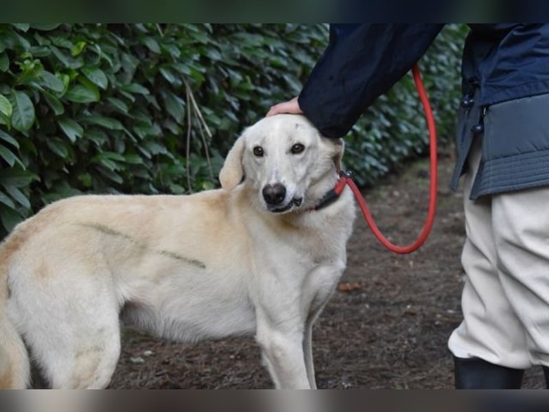 Popeye - Auf zögerlichen Pfoten ins Glück