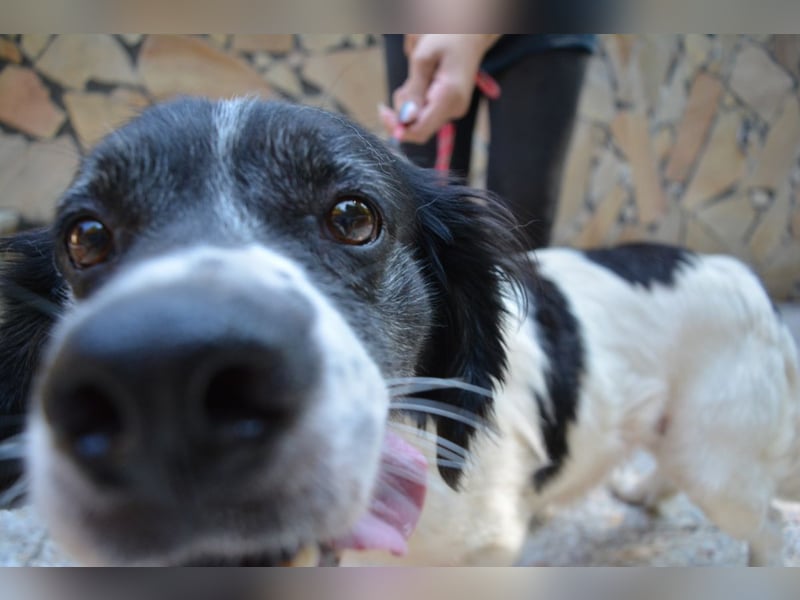 Alarico - Sanfter Gefährte mit gutem Herzen