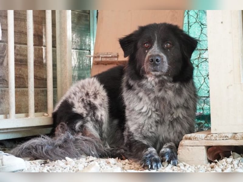 Olivia - Schüchterne Schönheit sucht neue Hunde-Menschen-Familie