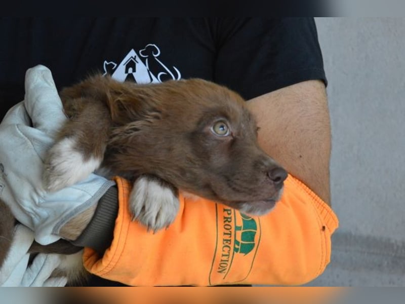 Eurialo - SOS - Dringend Pflegestelle oder neues Zuhause gesucht/Wenn du alles verlierst