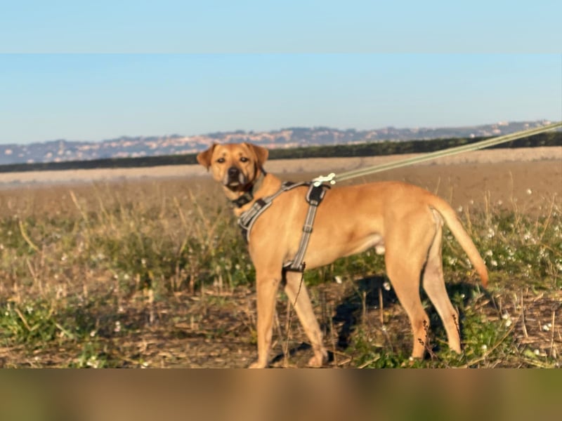 Jasper - Warten auf den einen Menschen