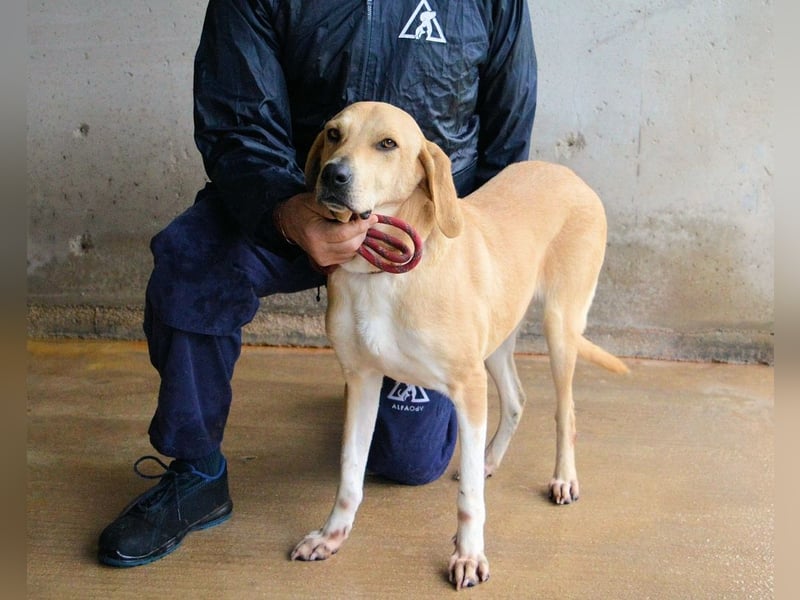 Wiper - Menschisch A1 - Wiper sucht Lehrer