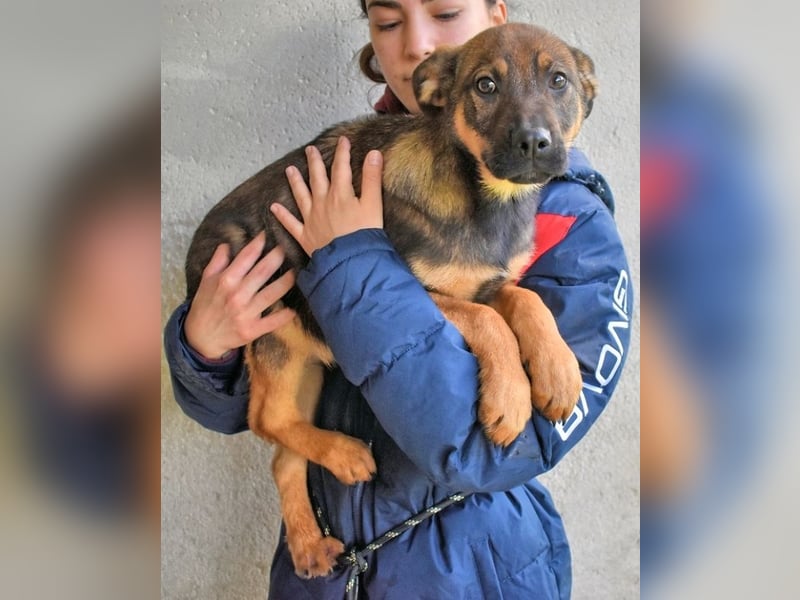 Alvis - Zurückgelassen mit nichts als Hoffnung