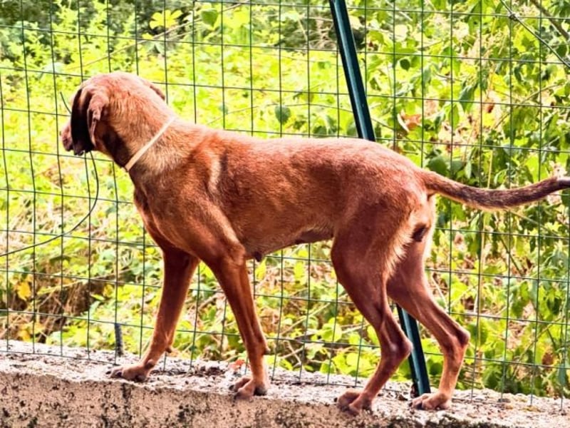 Yola - (Dringend Pflegestelle oder Zuhause gesucht) wie bei Hänsel und Gretel - nur schlimmer