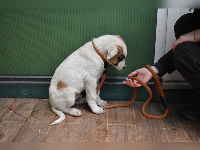 Elenio - SOS - Dringend neue Pflegestelle oder ein Zuhause gesucht - Ein leuchtendes Fellknäuel