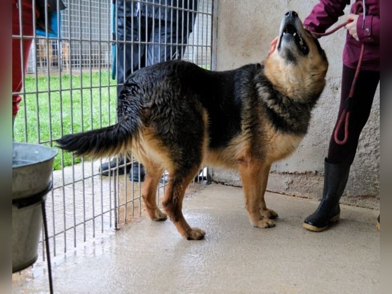 Annalise - Eine liebevolle Gefährtin sucht ihren Menschen Annalise - Eine liebevolle Gefährtin sucht ihren Menschen