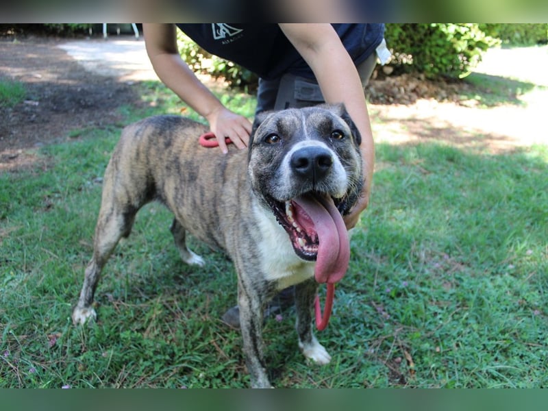 Fionella - Tigerchen sucht Familie