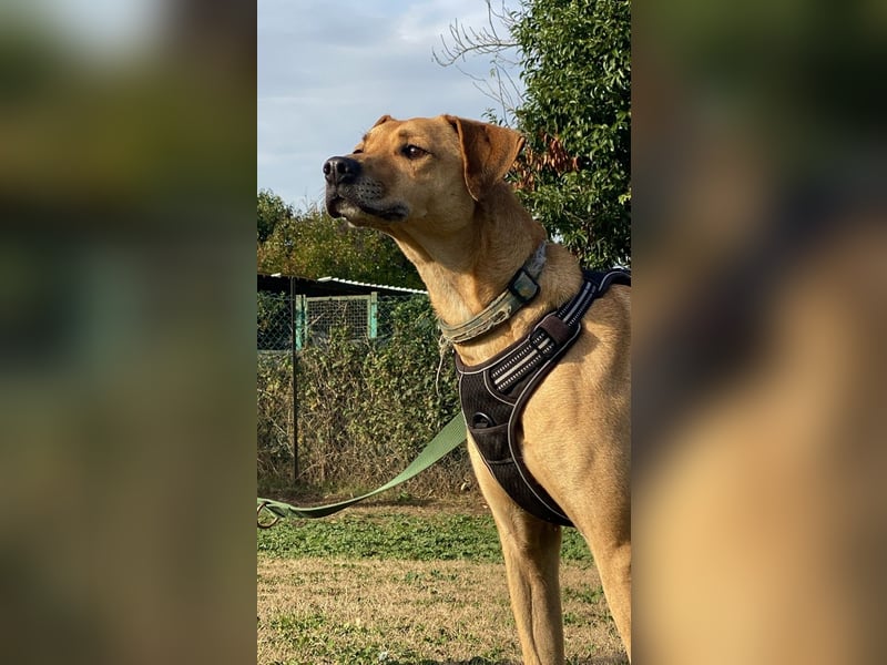 Jasper - Warten auf den einen Menschen