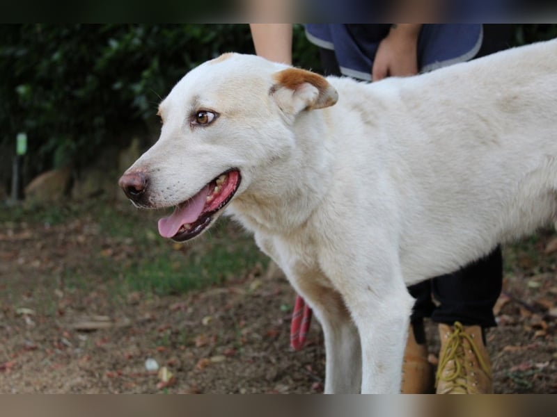 Ludoviko - Gipfelstürmer