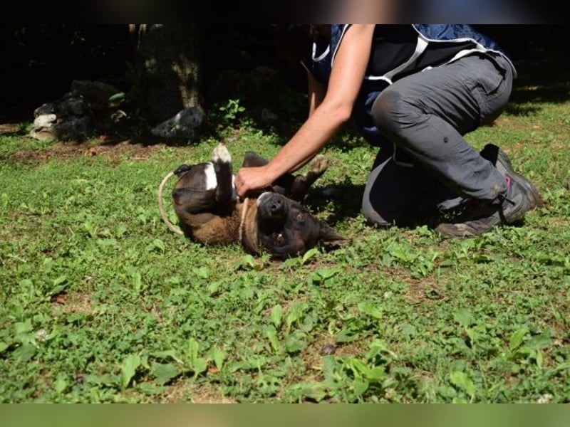 Chufo - ein Energiebündel