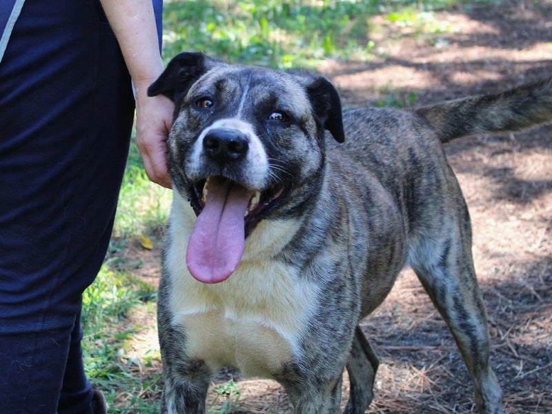 Fionella - Tigerchen sucht Familie