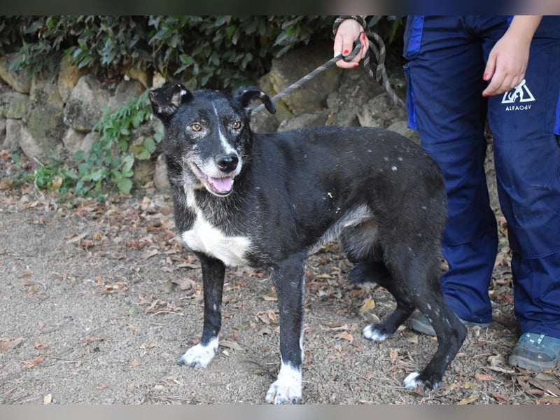 Elowen - eine Tänzerin im Mondlicht, bis die Sonne die Träume verjagt