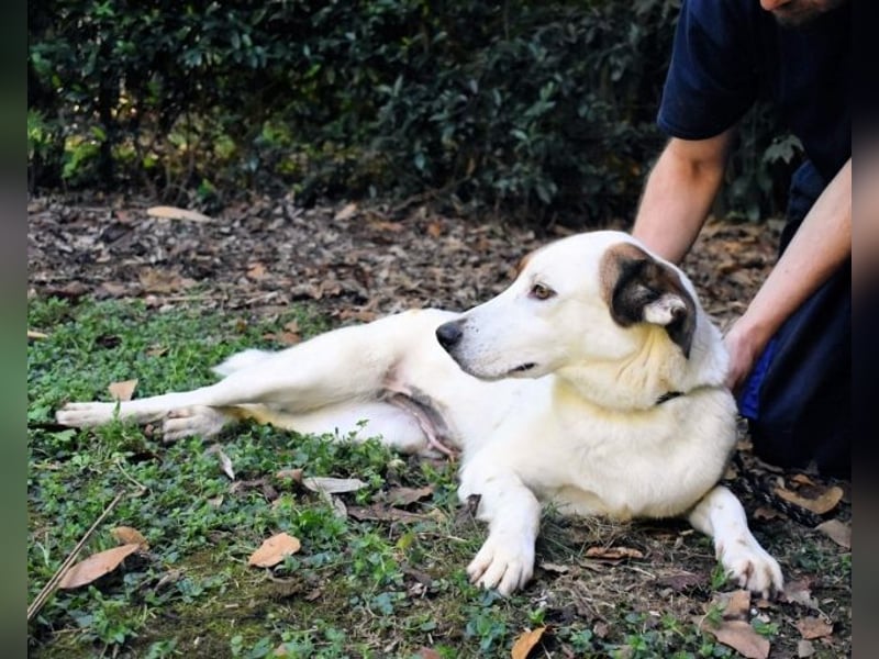 Miah - wohn"haft" in einem Hundelager