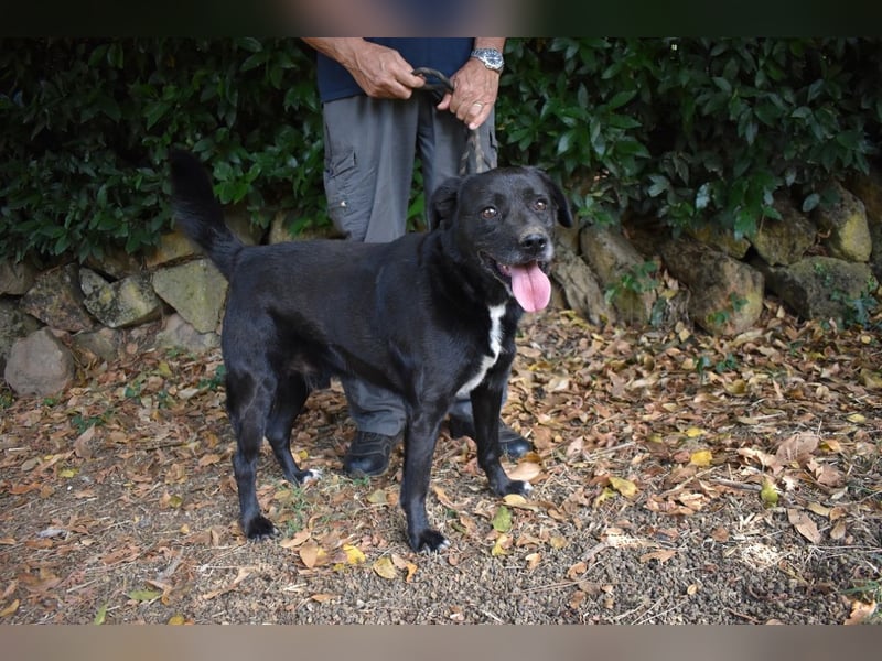 Brogan - Unser Lieblingslabradorpanther - vielleicht bald Ihrer?